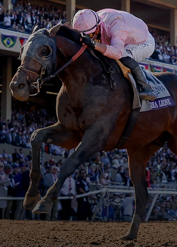 2024 BREEDERS' CUP まとめセット Breeders' Cup 2024 Top Contenders on HorseCenter - YouTube