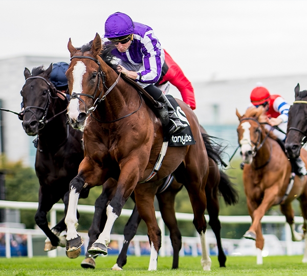 2024 BREEDERS' CUP まとめセット 2024 BREEDERS' CUP まとめセット 2024 BREEDERS' CUP まとめセット