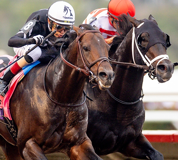 Breeders' Cup Contenders