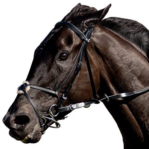 2025 Breeders' Cup geegeez.co.uk