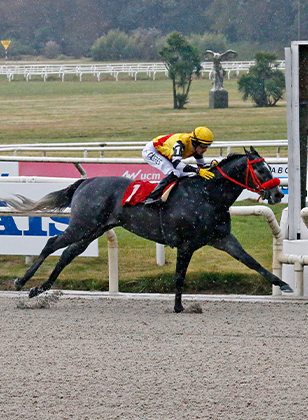 Breeders' Cup | Oct. 31 & Nov. 1 2025