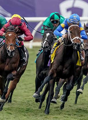 2024 BREEDERS' CUP まとめセット 2024 Breeders' Cup Classic Cheat Sheet: Get to Know the