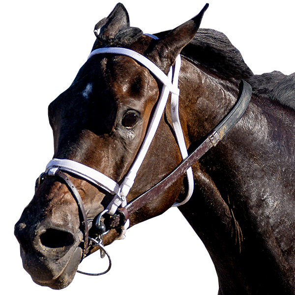 2024 BREEDERS' CUP まとめセット 2024年 ブリーダーズカップダートマイル（G1）| フルセラーノ