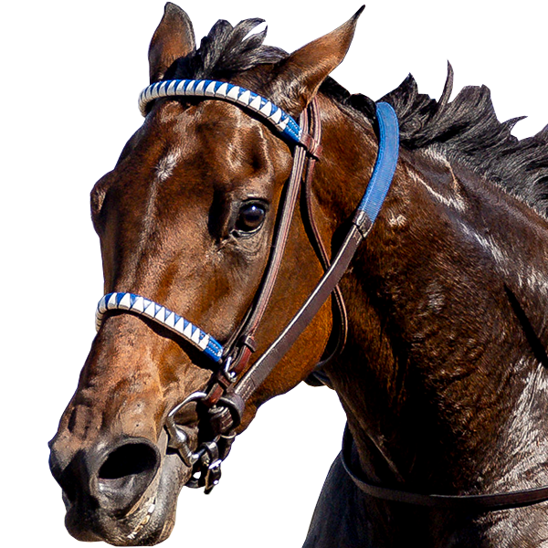 Breeders Cup - KEENELANDPICKS.COM