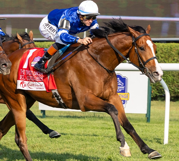 2024 BREEDERS' CUP まとめセット 2024 BREEDERS' CUP まとめセット