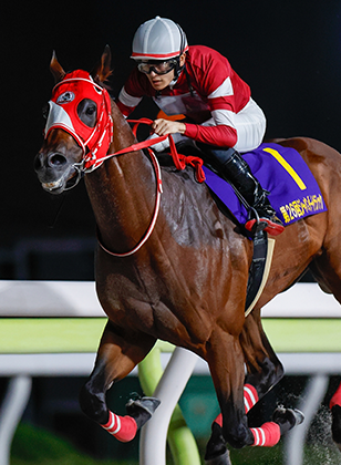 Forever Young Aces Japan Prep for Breeders' Cup Classic