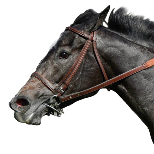 Jim Rome Horse Mizdirection Horse Mizdirection Horse Profile