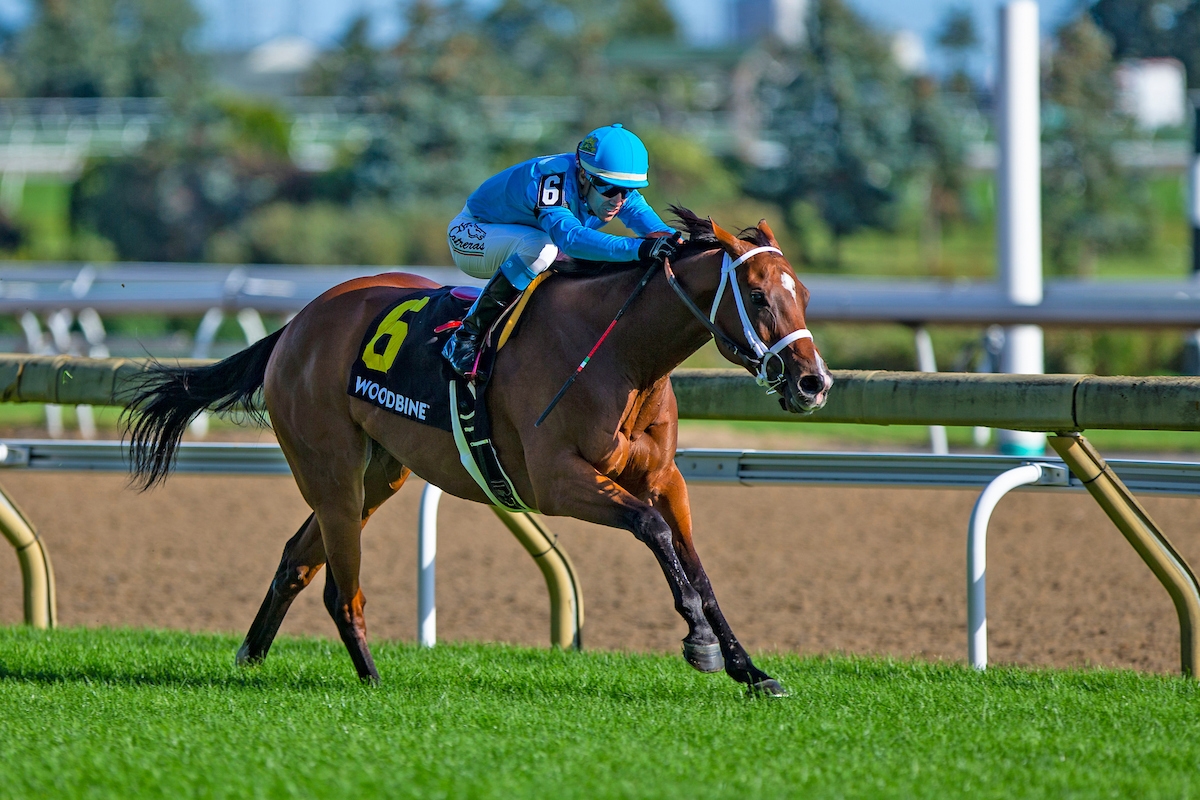 Woodbine Mile Preview: Starship Jubilee Set to Face the Boys