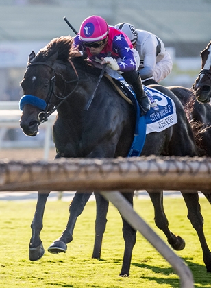 2024 BREEDERS' CUP まとめセット Previewing all 14 races at the 2024 Breeders' Cup: From top