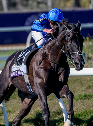 2024 Breeders' Cup Turf Picks and Predictions