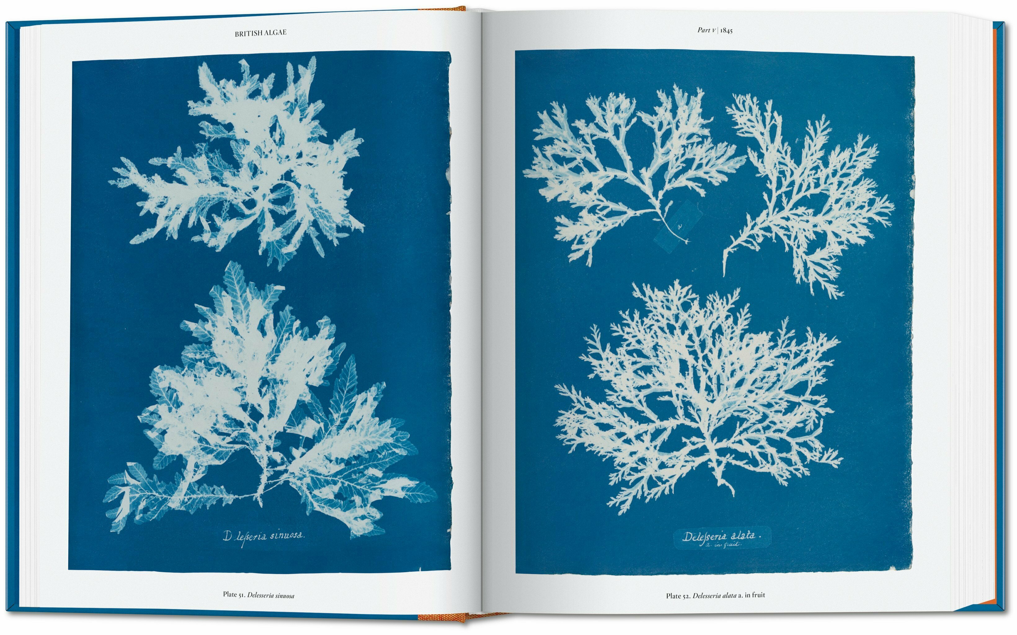 I capolavori botanici di una pioniera della fotografia in un unico libro