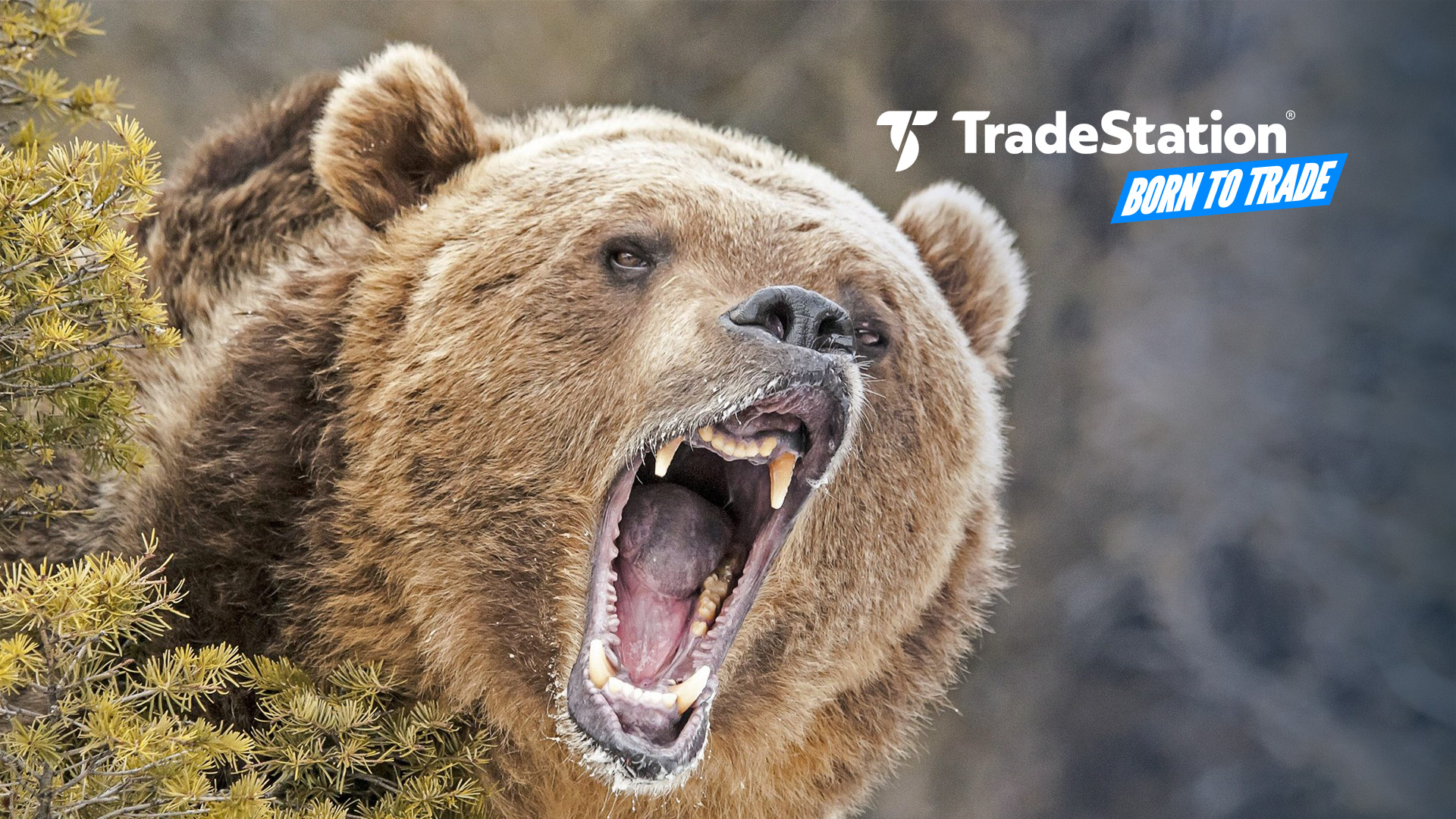 bear_growl_139004609_BTT.jpg