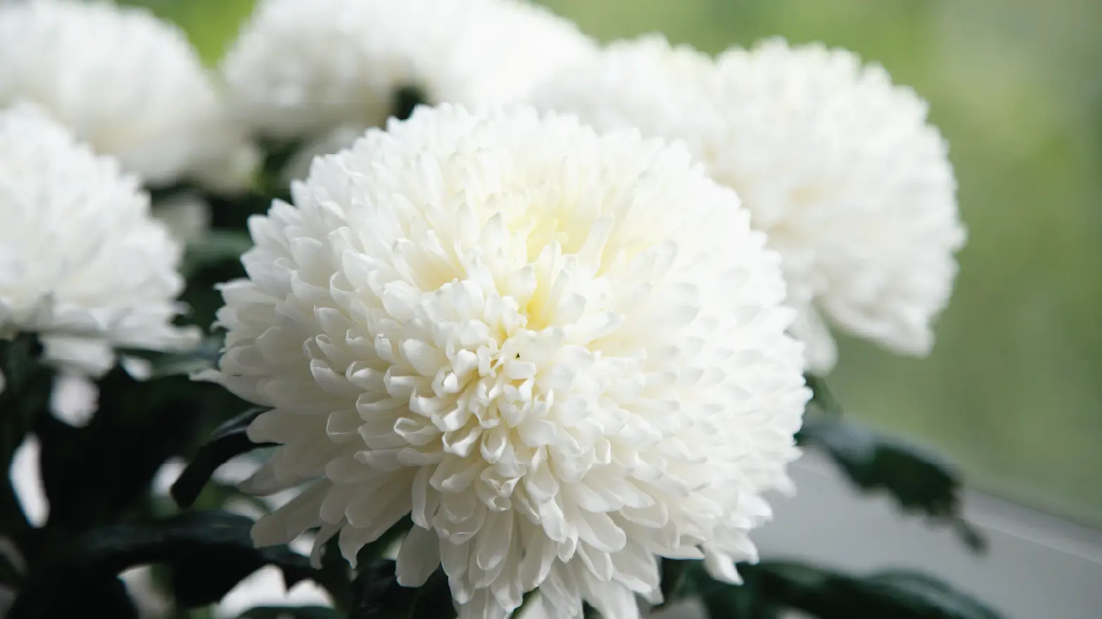 White chrysanthemum flowers, a classic symbol of grief and honor for sympathy arrangements.