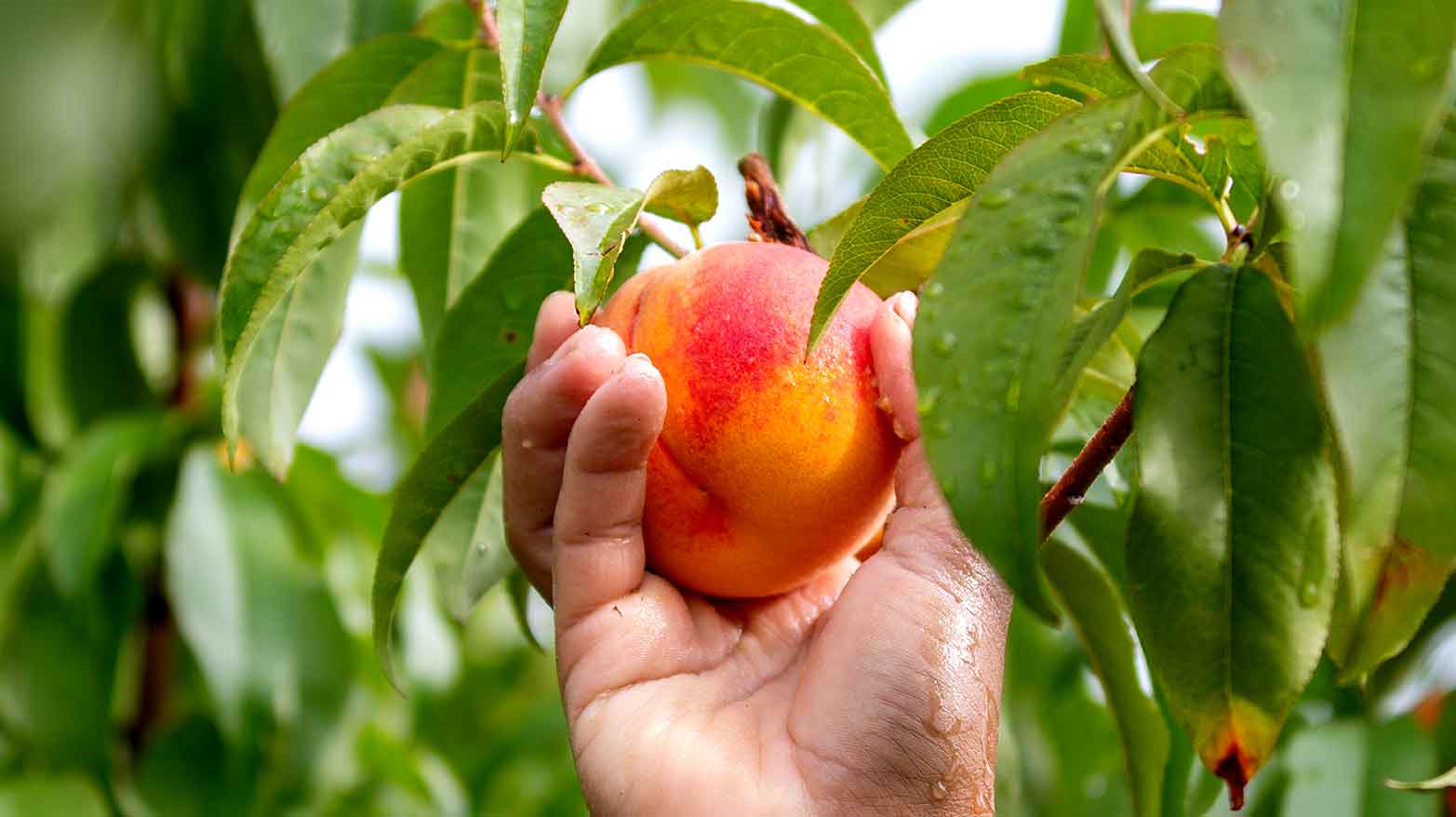 Different fruit can grow on the same tree.