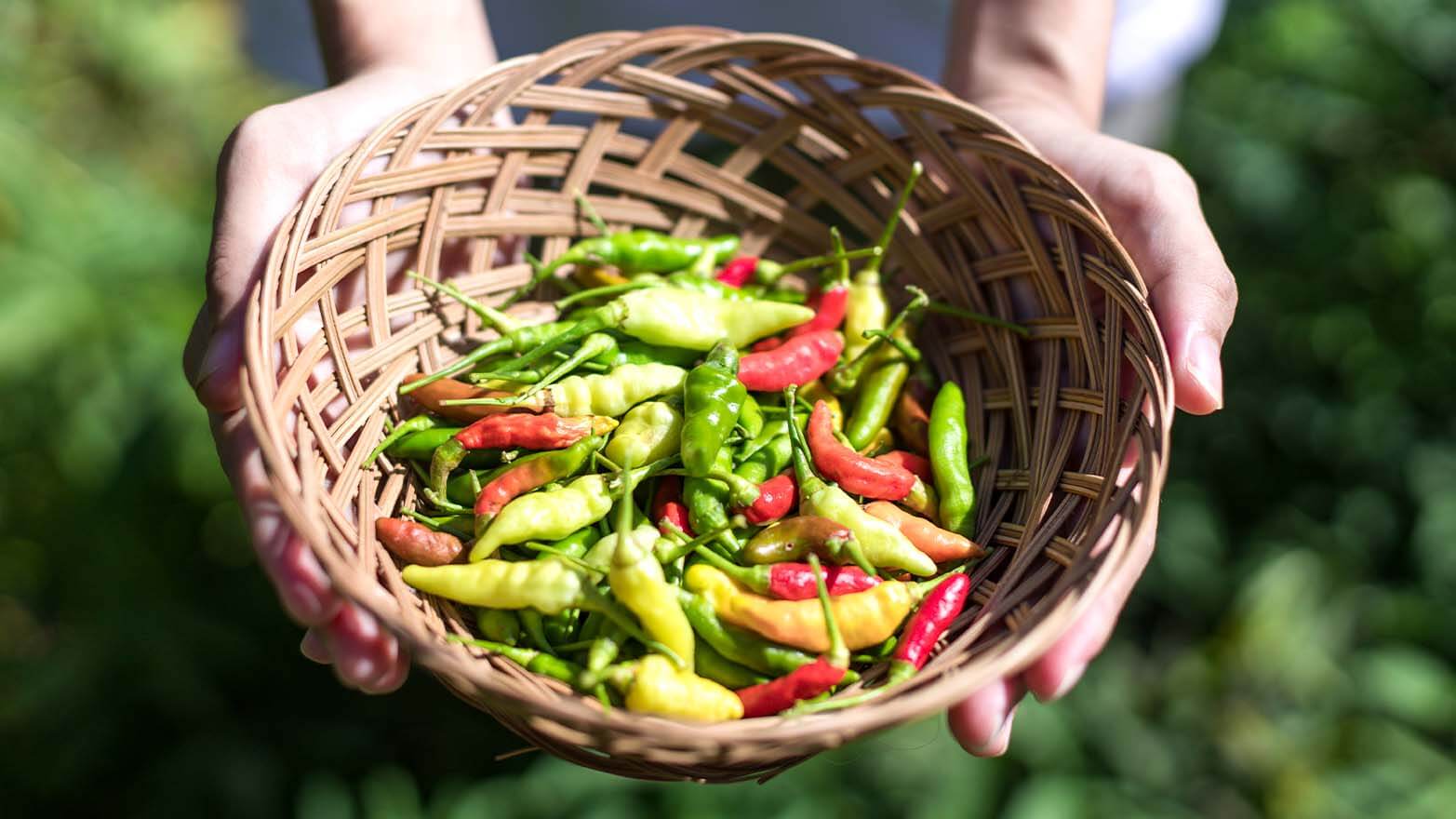 Chili peppers summer vegetable.