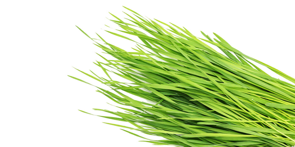 Wheatgrass – All You Need to Know | Guide to Fresh Produce