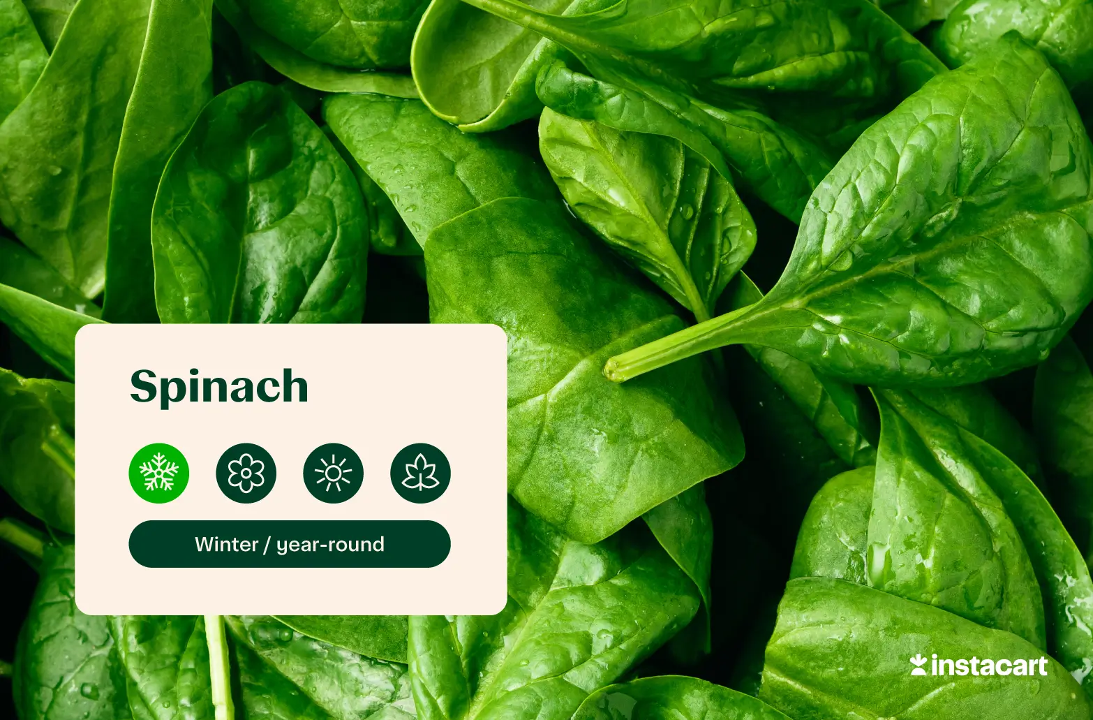 A large group of green spinach leaves.