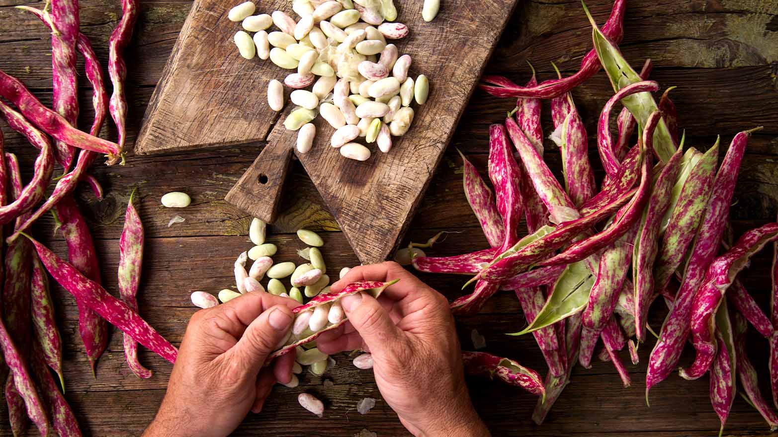 Shelling beans summer vegetable.