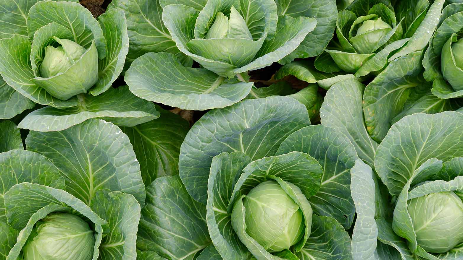 summer cabbage.