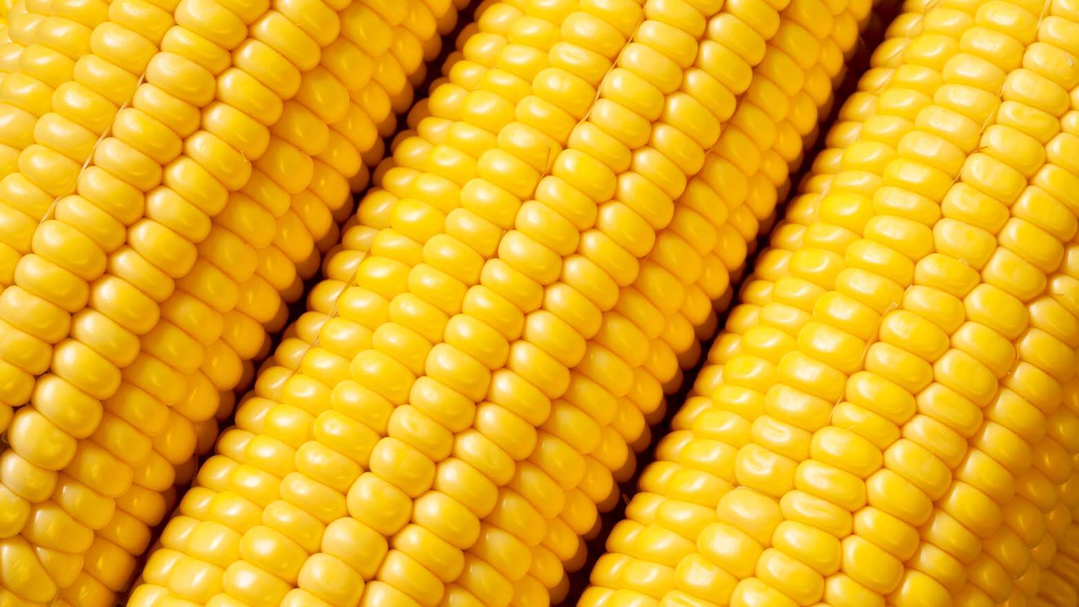 corn summer vegetable