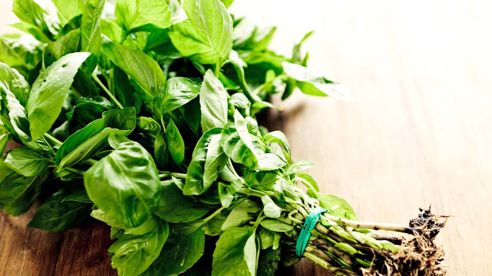 Basil summer vegetable.