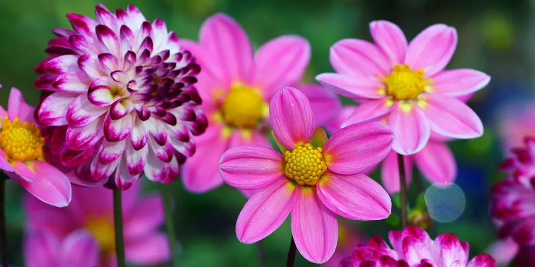 What Flowers Are in Season Right Now? Comprehensive Guide