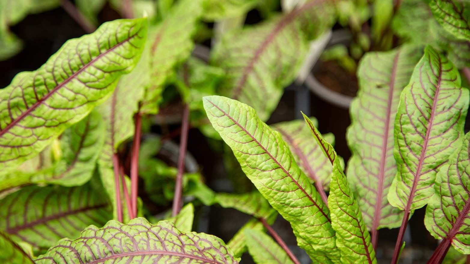Sorrel summer vegetable.
