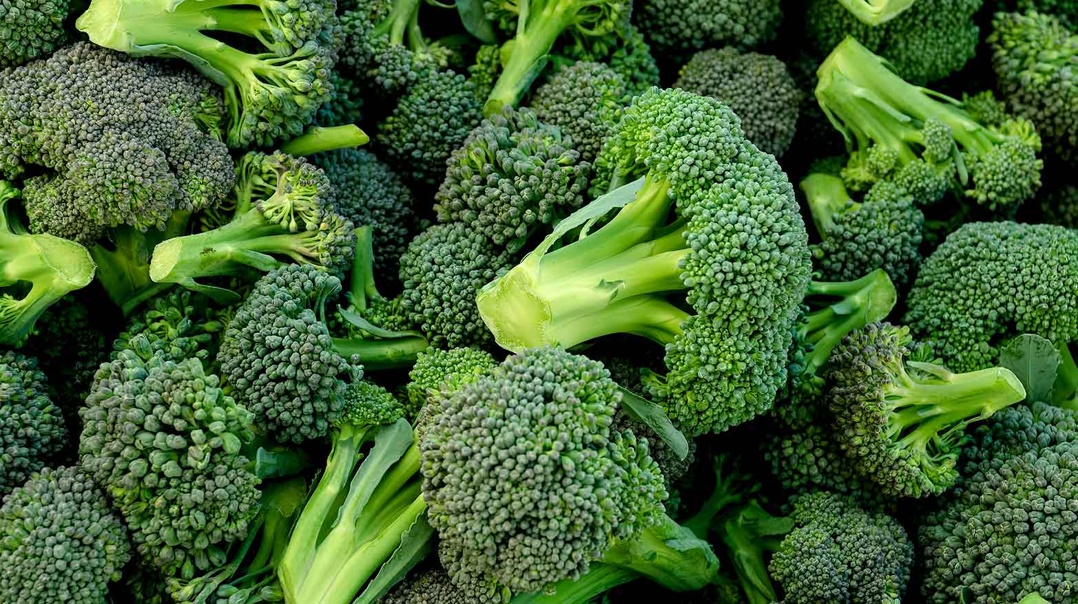 Broccoli is man-made.