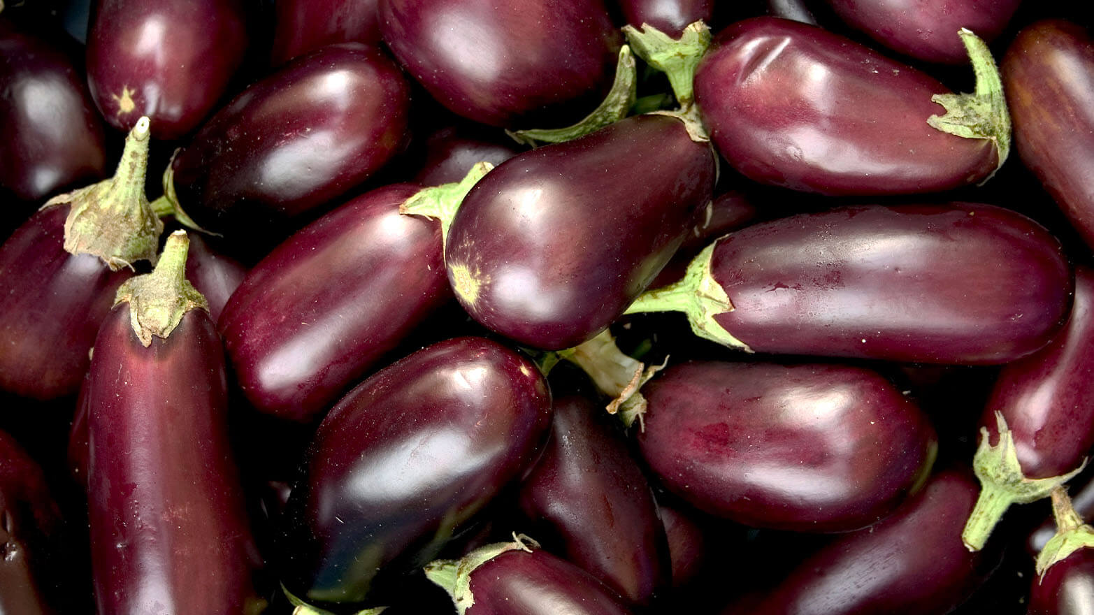 Eggplant summer vegetable.
