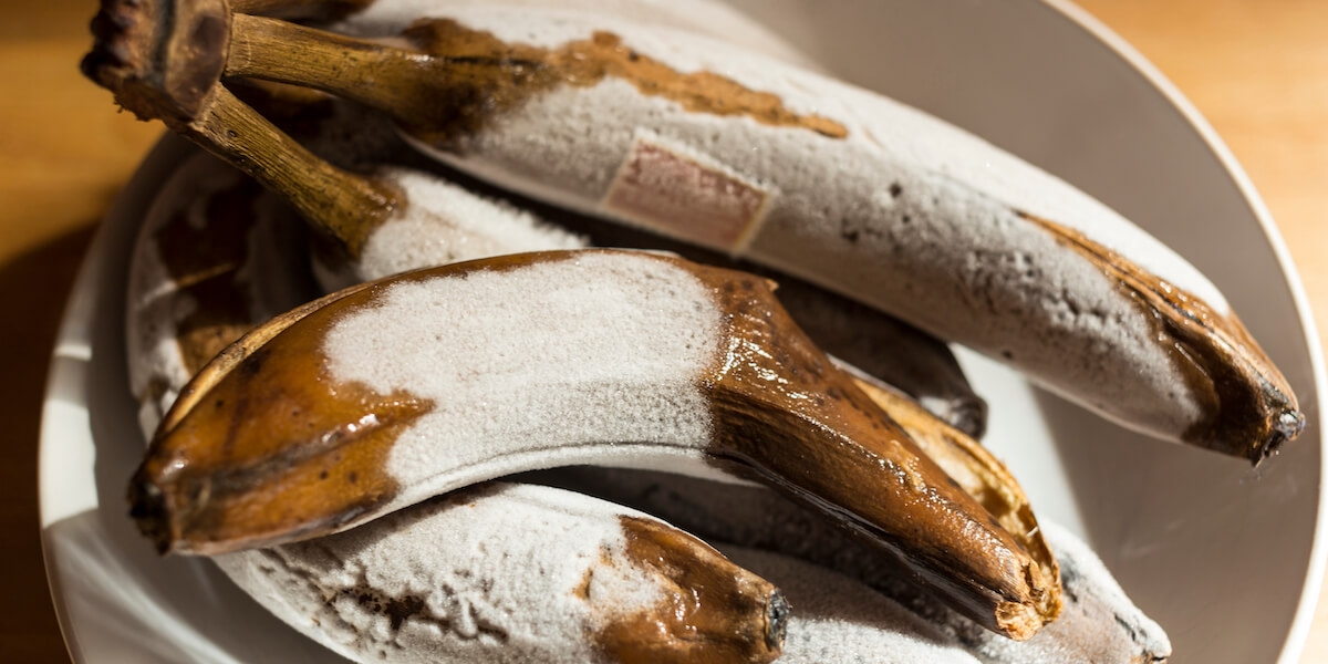 Frozen mature sweet bananas used for baking and for the preparation of banana bread, ice cream, and other desserts. 