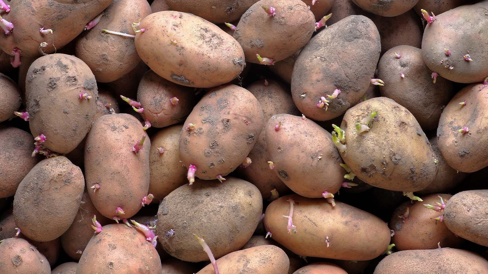 Potatoes summer vegetable.