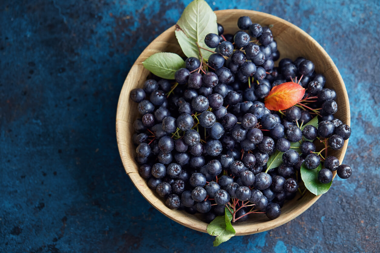 Bowl with freshly picked homegrown aronia berries.