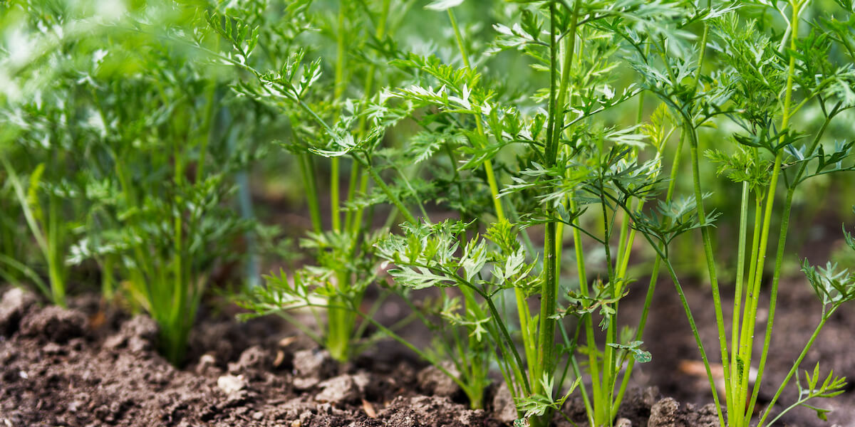 Carrots growing in the beds in the farmers field.