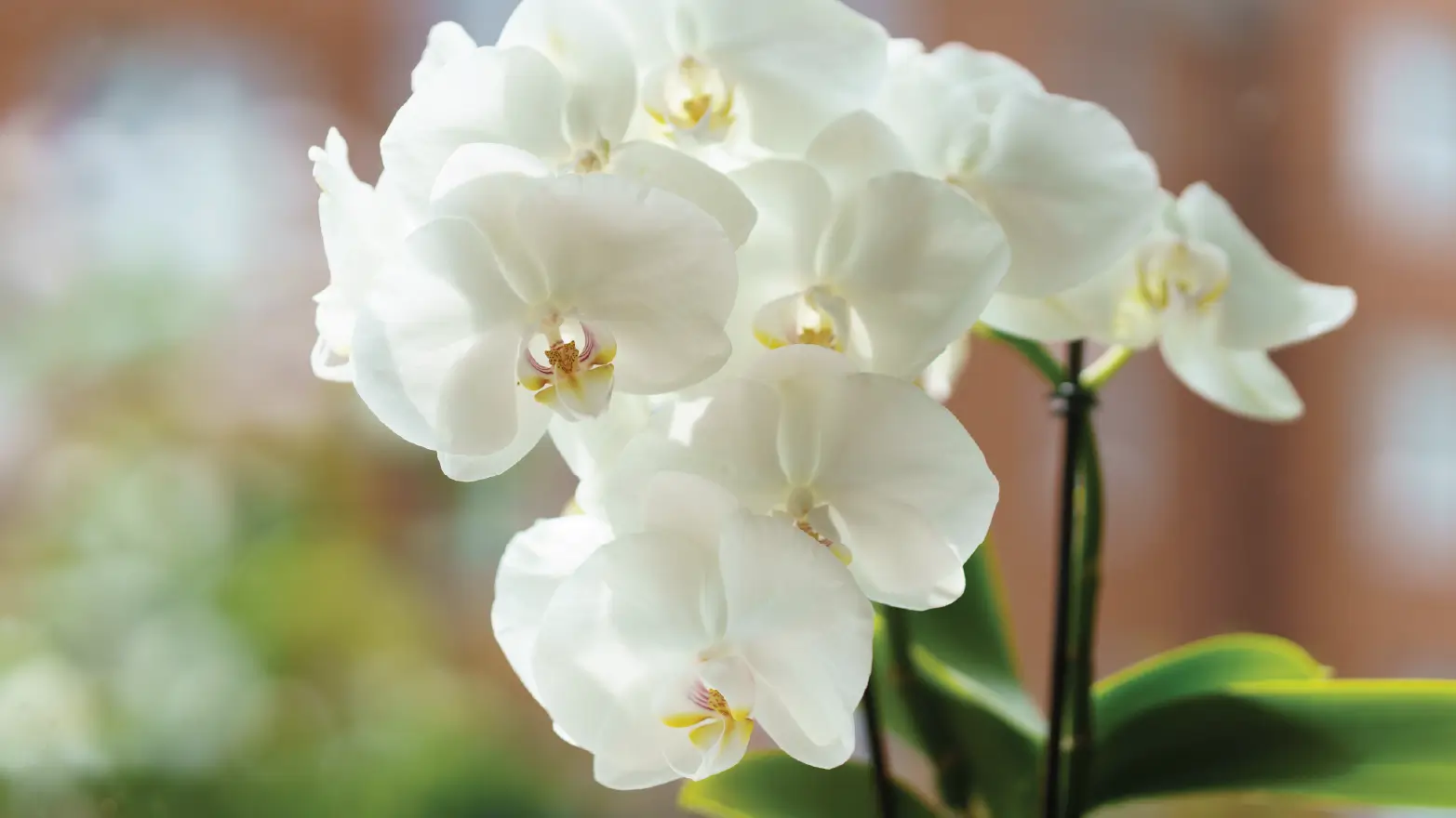 A potted white Phalaenopsis orchid with elegant, blooming petals, representing enduring love and remembrance as a long-lasting sympathy gift.