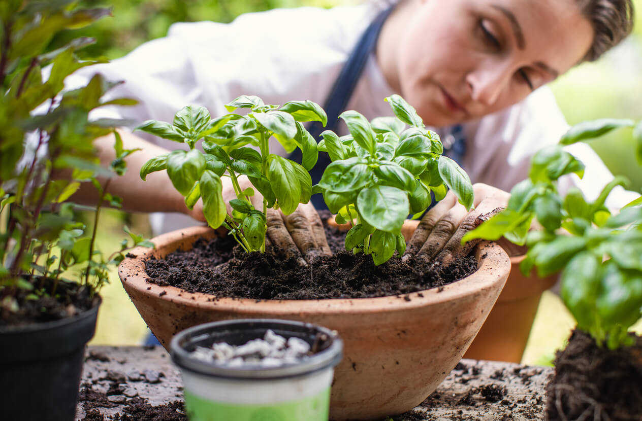 Woman Planting basil outdoors.