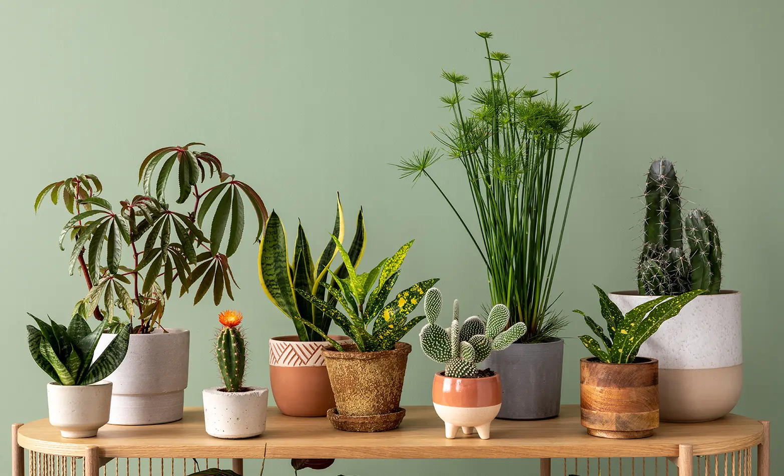 A photo of an arrangement of house plants.