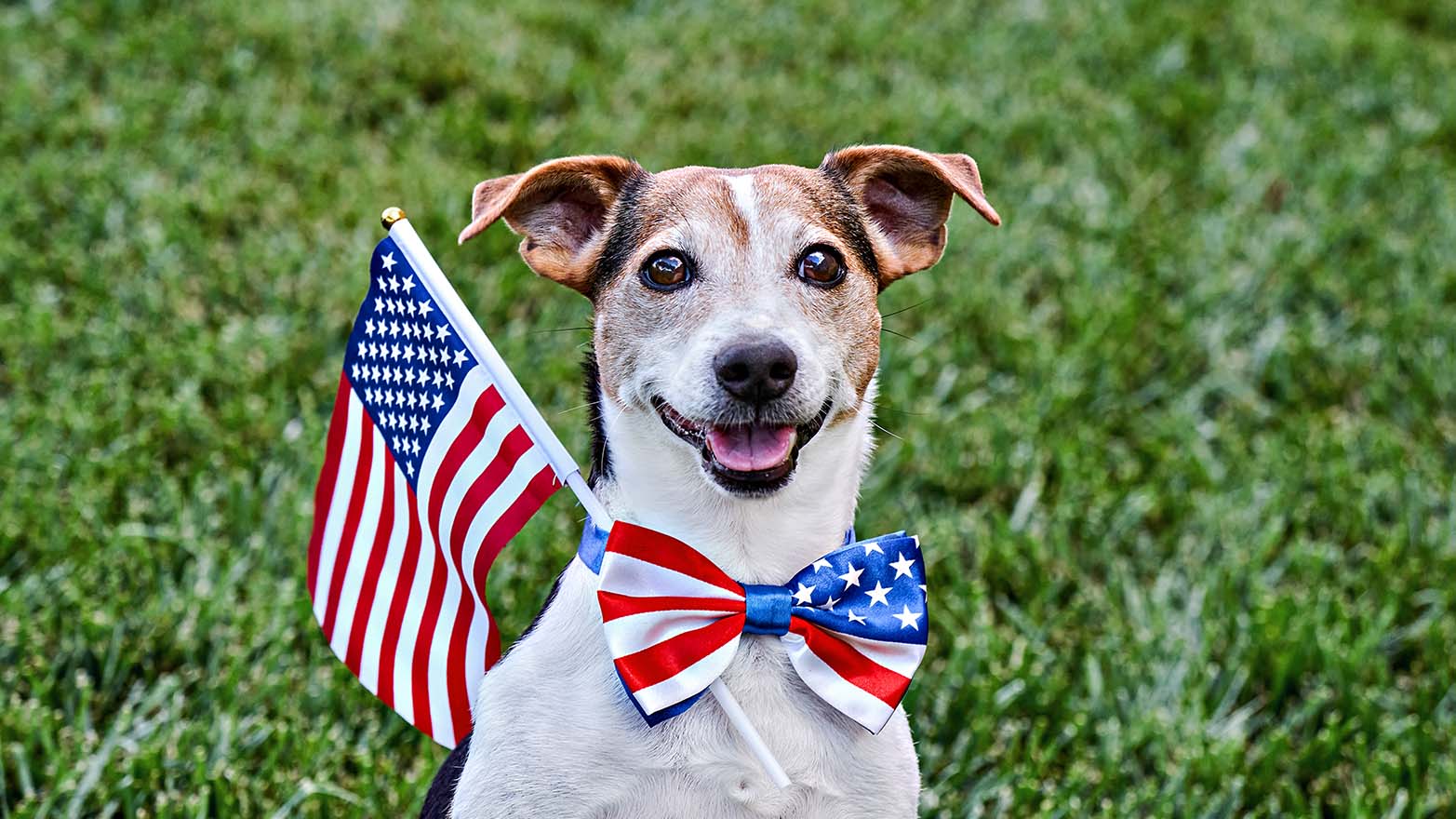 Dog wearing Memorial Day pet accessories
