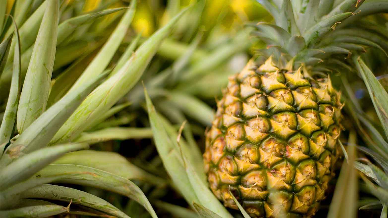 It takes years to grow a pineapple.