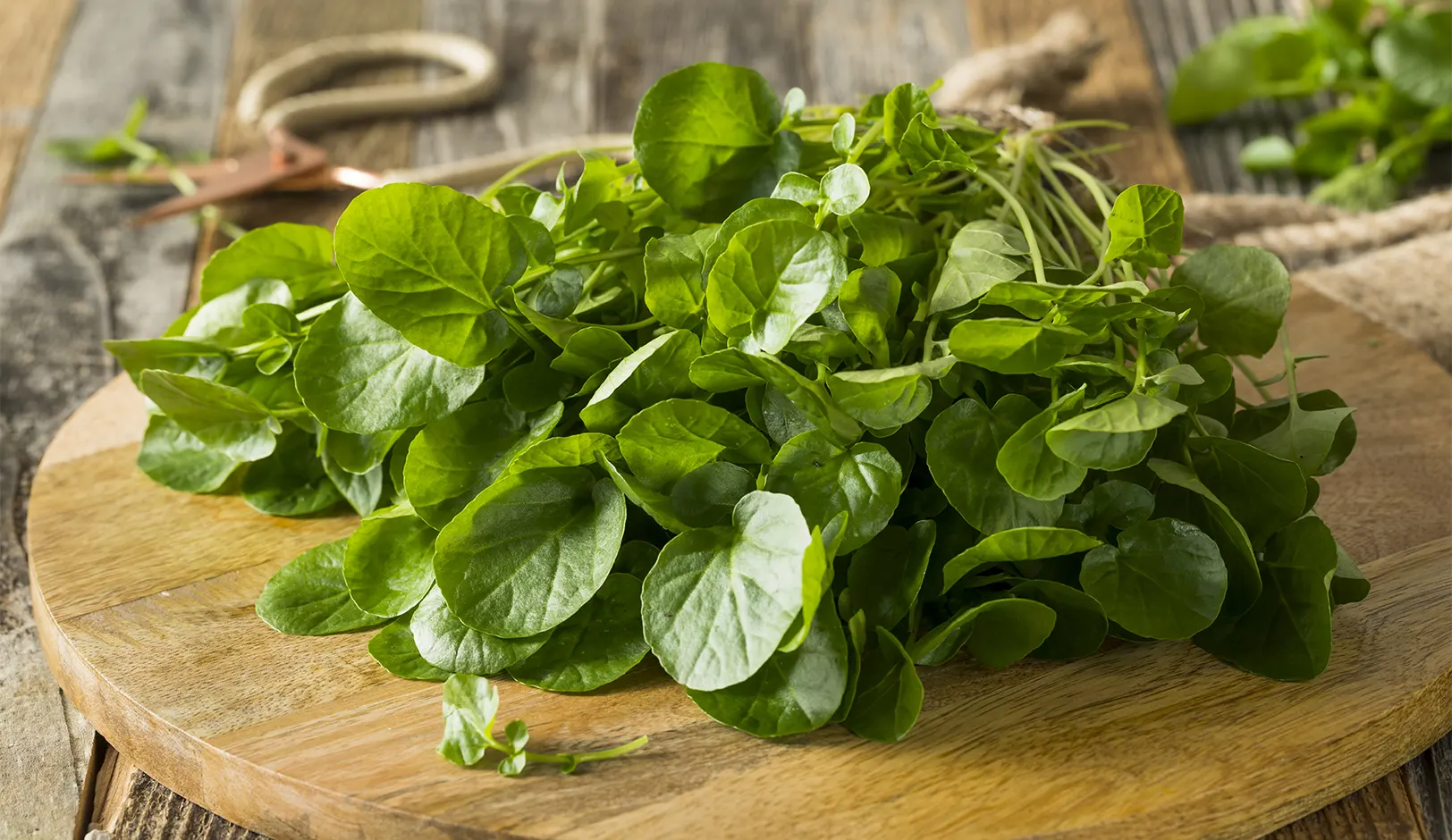 54-watercress.webp