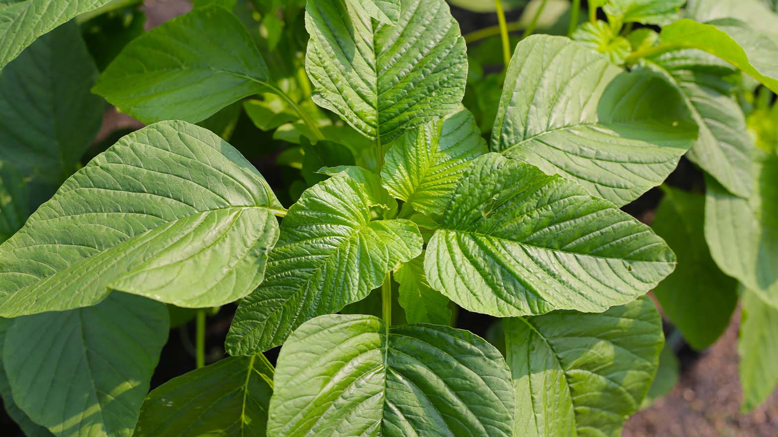 Amaranth summer vegetable.