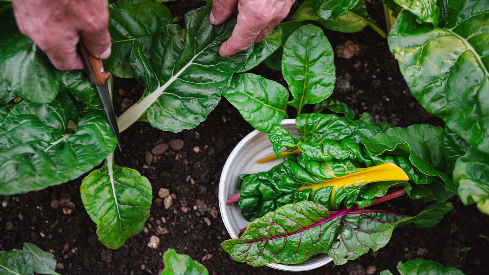 Swiss chard summer vegetable.