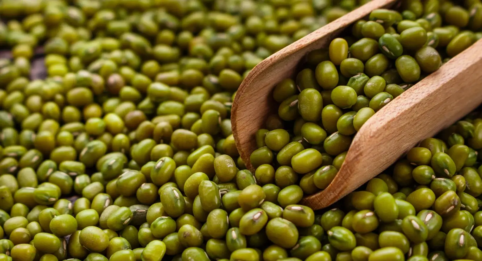Close up of mung beans.
