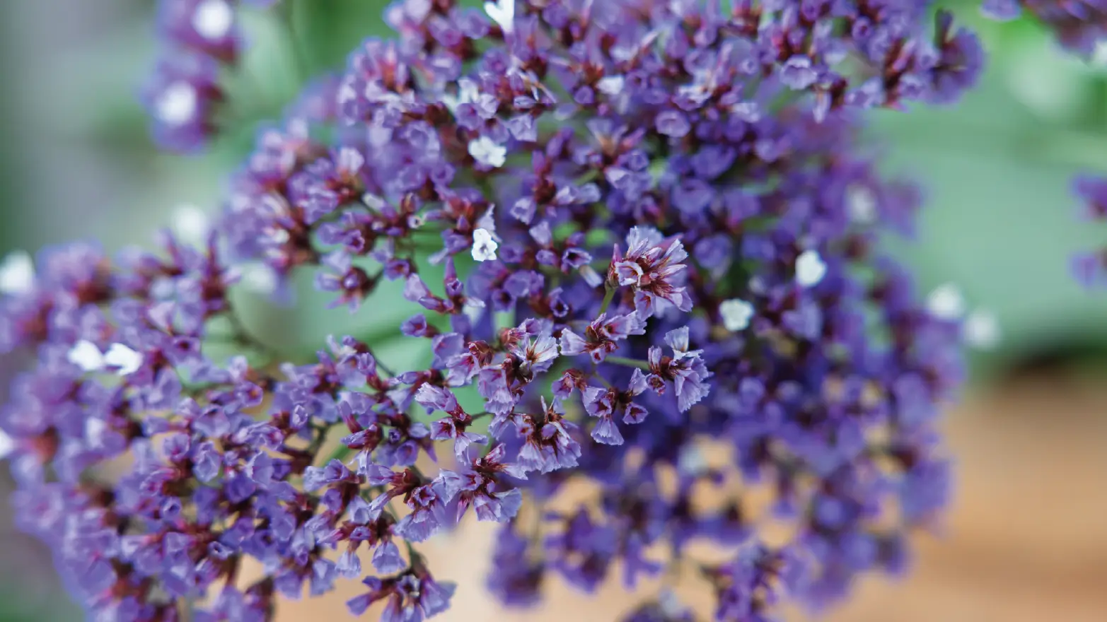 Purple statice flowers in a bouquet, a meaningful filler flower representing remembrance and sympathy.