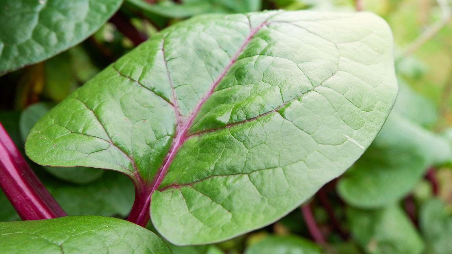 Malabar spinach summer vegetable.