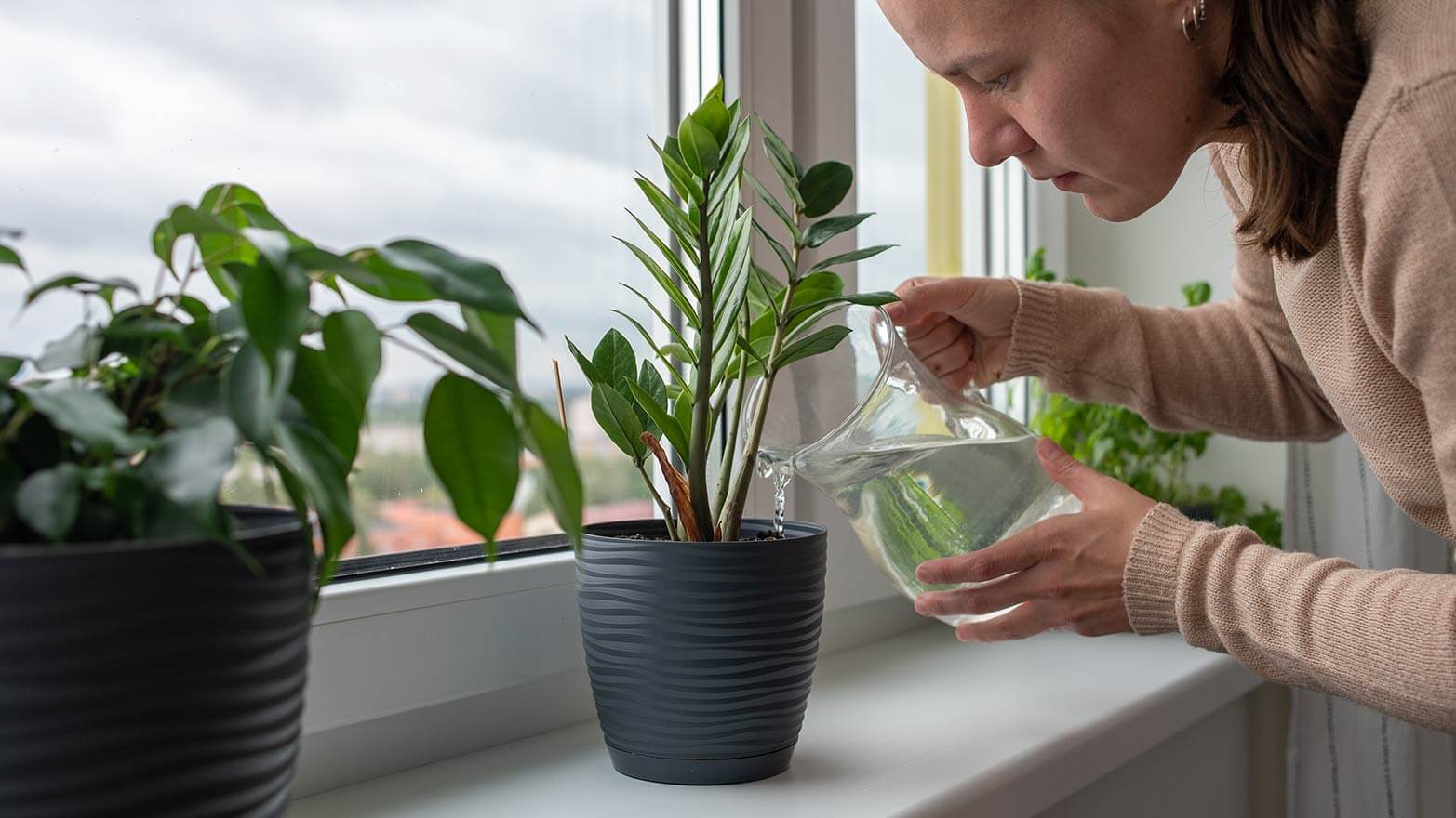A person watering an indoor plant