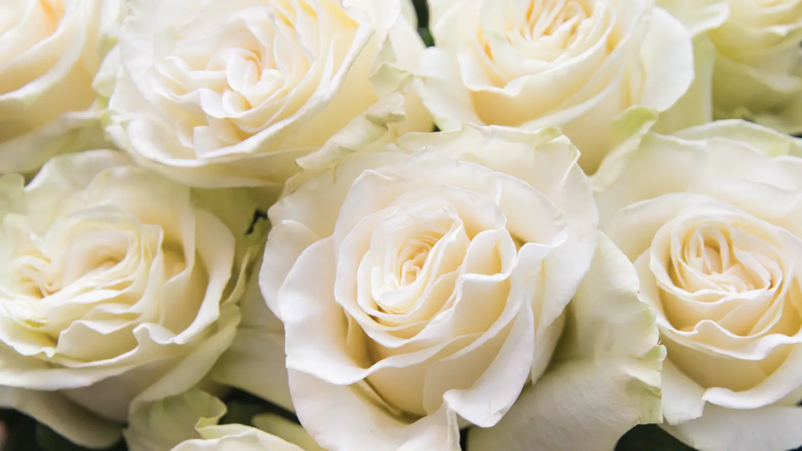 A bouquet of fresh white roses in a glass vase, symbolizing reverence and remembrance as a thoughtful sympathy gift.