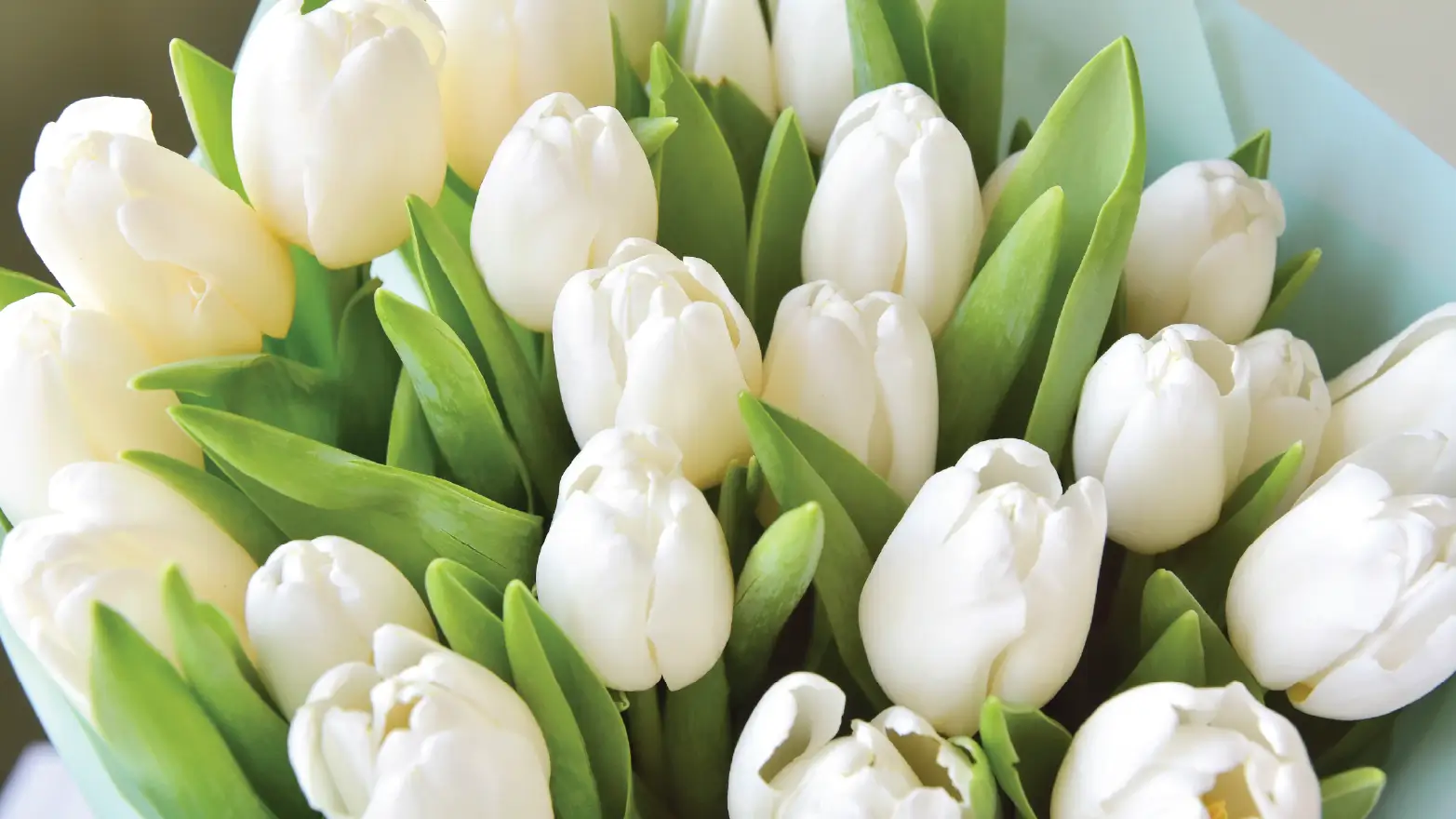 tulips.webp