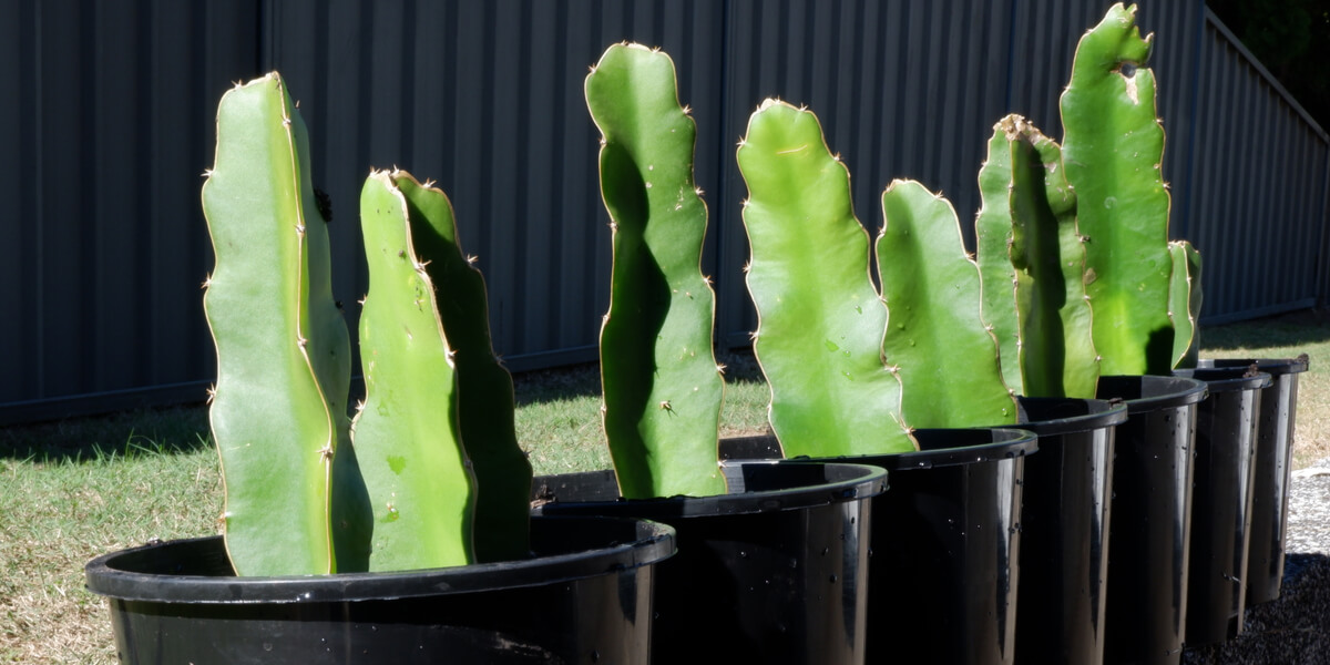 Dragon fruit cuttings growing in pots.
