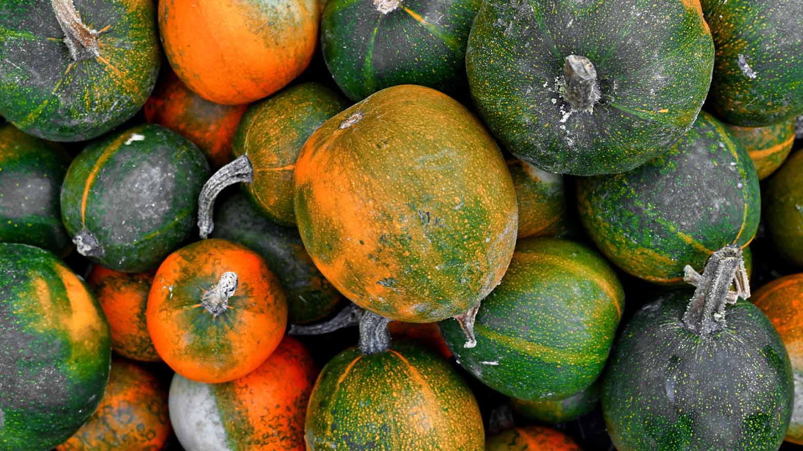 Gem squash summer vegetable.