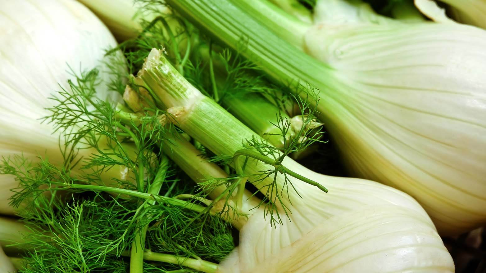 Fennel summer vegetable.